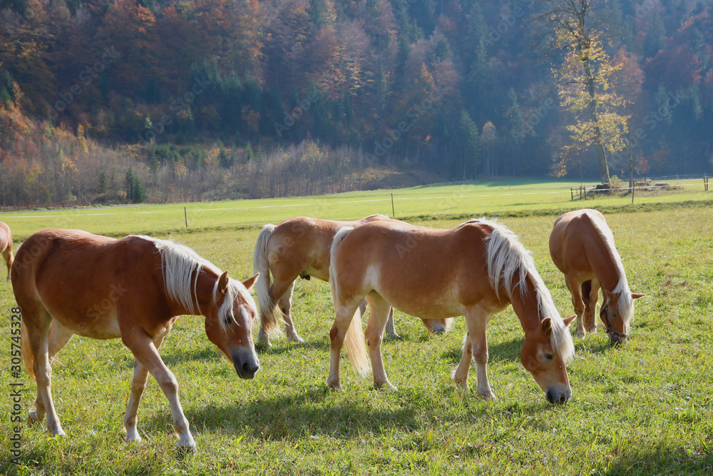 Haflinger Pferde auf Weide im Herbst