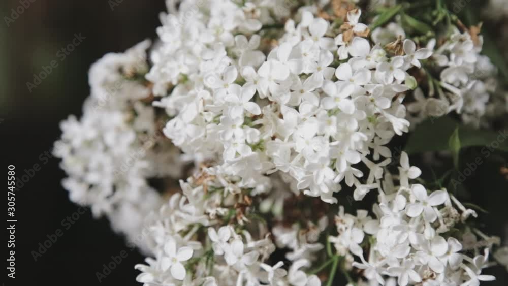 Closeup shot of white lilacs. Pull focus from blurred to sharp Closeup shot of white lilacs. Pull focus from blurred to sharp