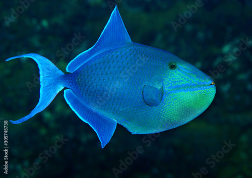  Rotzahn-Drückerfisch (Odonus niger) oder Blauer Drückerfisch, Rotes Meer, Indopazifik photo