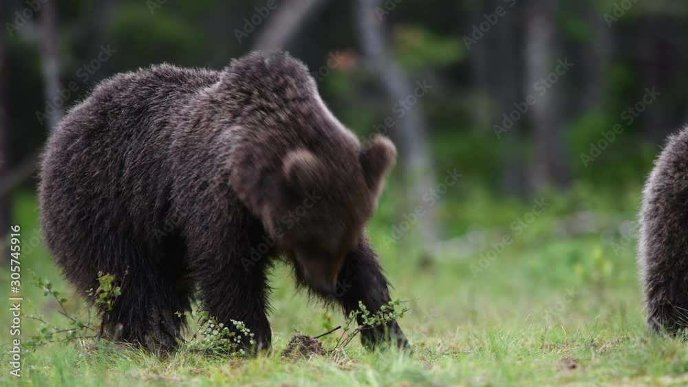 Brown bear in the summer forest. Natural habitat. Scientific name: Ursus Arctos. Green natural background. Brown bear in the summer forest. Natural habitat. Scientific name: Ursus Arctos. Green natural background.