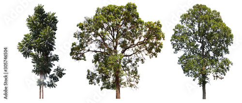 isolated tree collection on white background/ Collection of Isolated Trees on white background , A beautiful trees from Thailand , Suitable for use in architectural design,