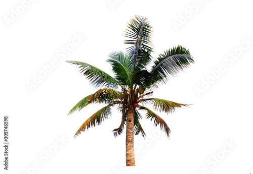 1 coconut tree isolated on a white background