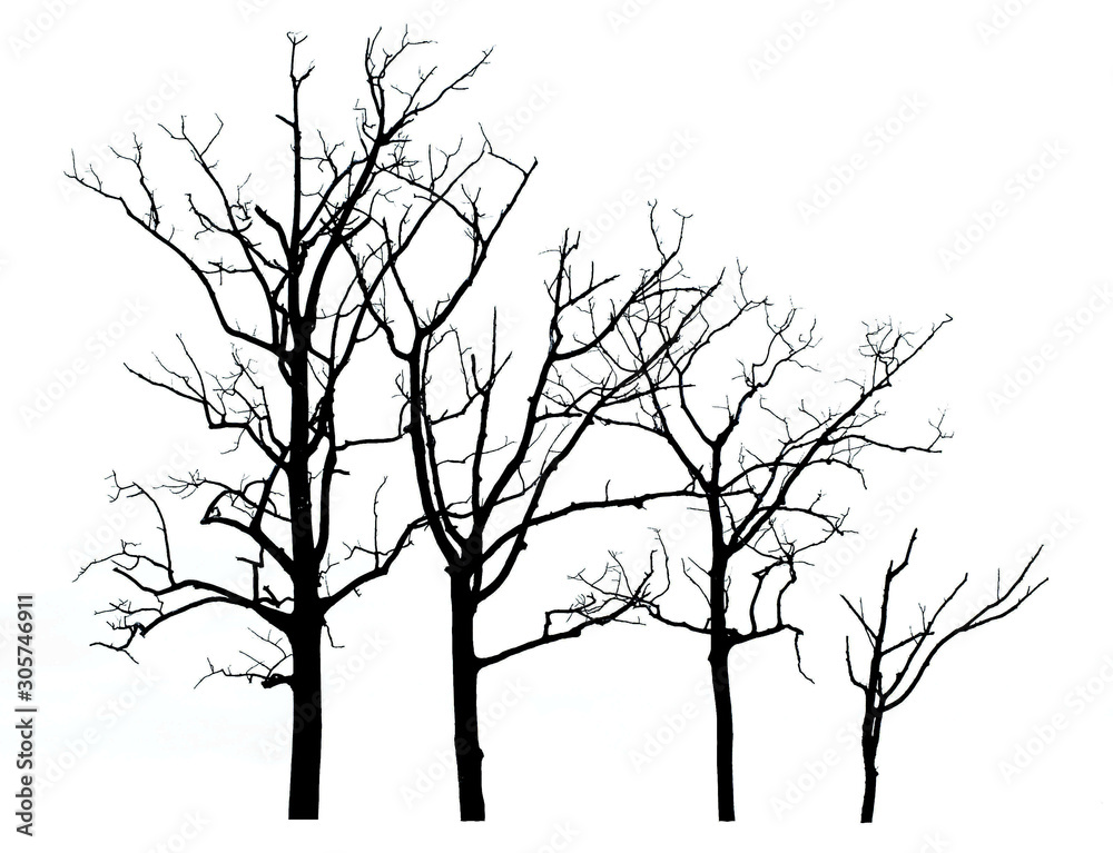 Dead tree perennial, arid, tall, slender, beautiful shape on a white background / isolated tree collection on a white background Dead tree perennial, arid, tall, slender, beautiful shape on a white background / isolated tree collection on a white background