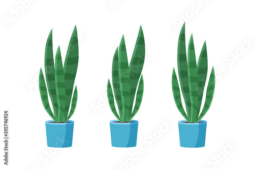 Sansevieria plant in the pot. Green houseplant.