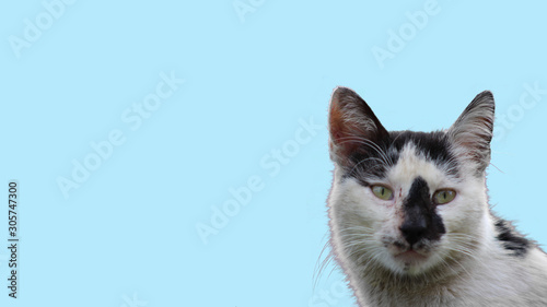 cat