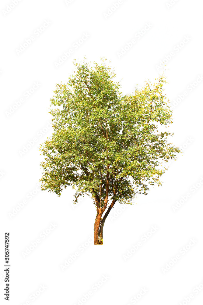 Natural green trees That is isolated from the white background