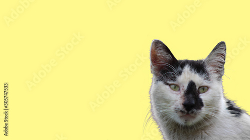 cat