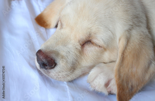The head and body of the Labrador puppy closely on the White Blackground