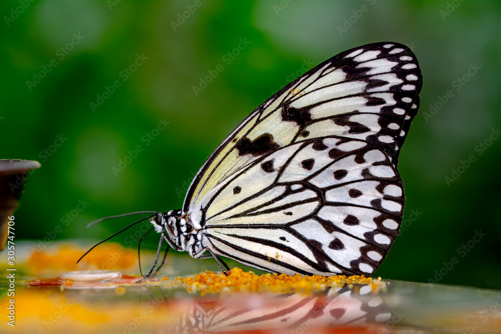 Closeup beautiful butterfly in a summer garden Closeup beautiful butterfly in a summer garden