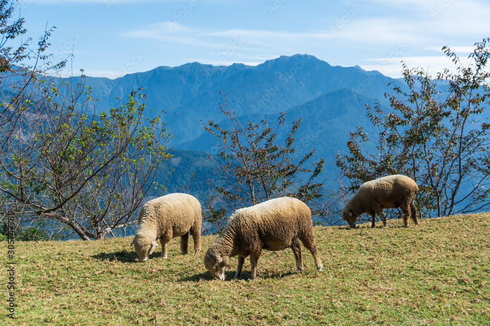Sheep eating grass on field in sunny day. Sheep eating grass on field in sunny day.