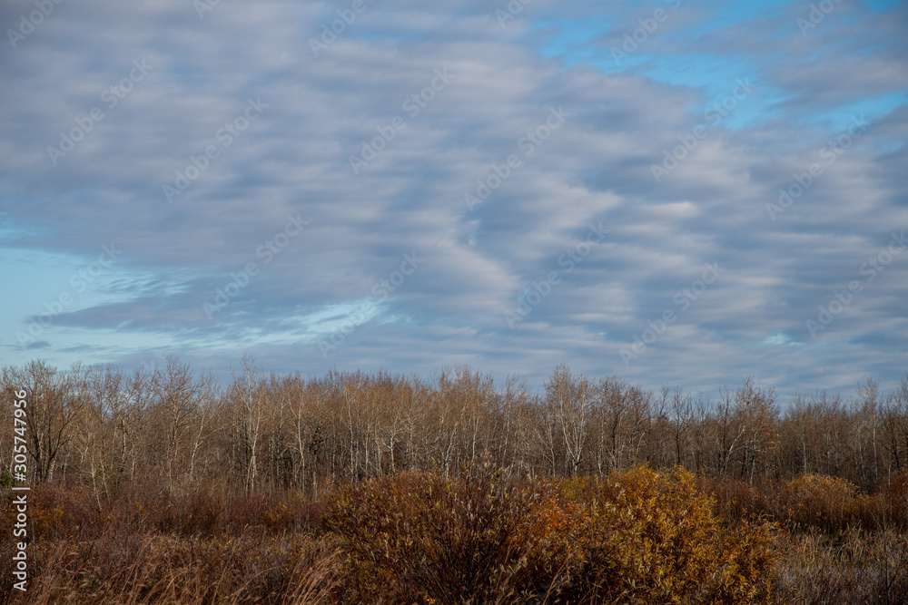 Autumn trees and sky in the Assiniboine Forest, Winnipeg, Manitoba Autumn trees and sky in the Assiniboine Forest, Winnipeg, Manitoba