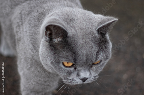 British shorthair cat walking towards the camera across tarmac bright orange eyes and detailed whiskers