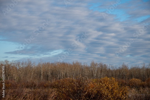 Autumn trees and sky in the Assiniboine Forest  Winnipeg  Manitoba