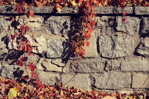old wall background with big stone bricks texture and red plants with leaves in autumn