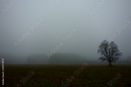 Winter is coming. Lone leafless tree in a misty landscape