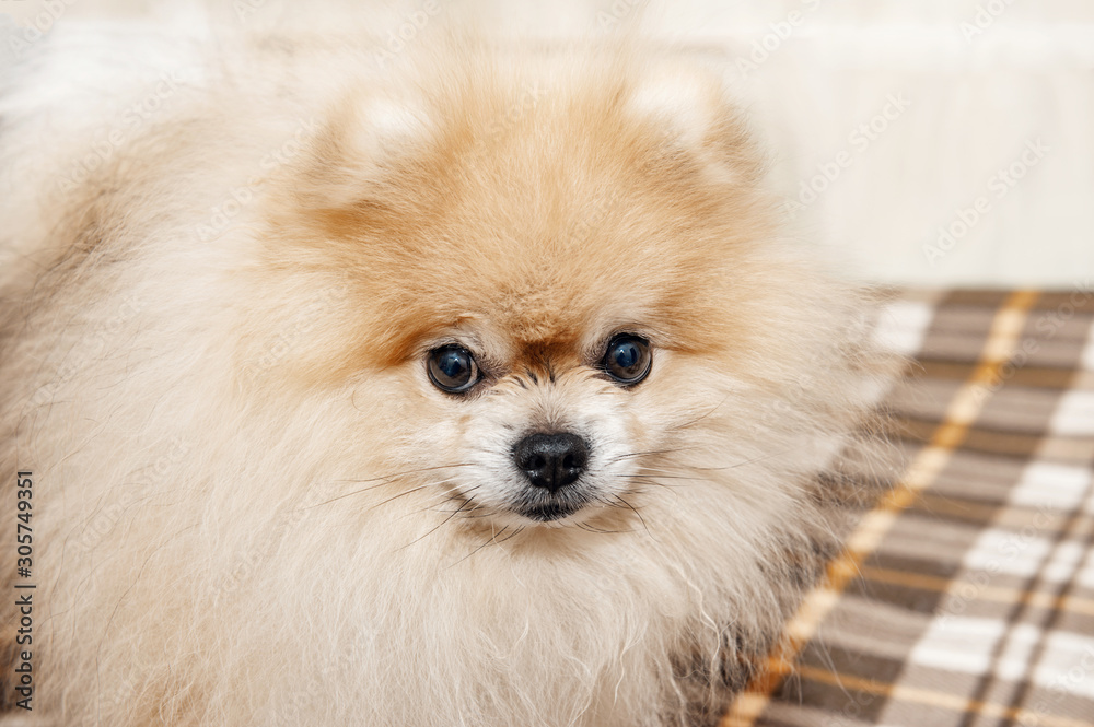 Funny beautiful Pomeranian puppy is smiling and happy owners. Close up.