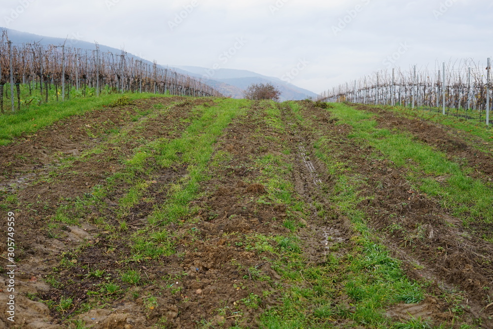 Obraz premium Brachliegender Weingarten 