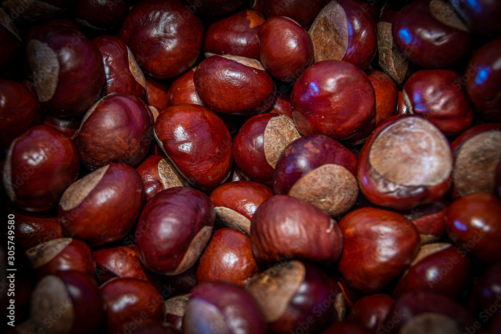 set view of freshly harvested chestnuts set view of freshly harvested chestnuts