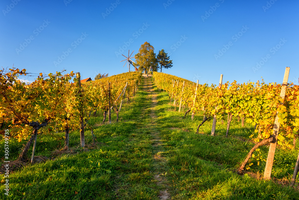 Beautiful vineyard hills in sunset light, Maribor wine region, Slovenia, Styria. Scenic autumn landscape, agricultural background and popular tourist attraction
