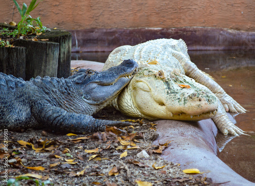 1 Albano Crocodile WIth 1 Alligator