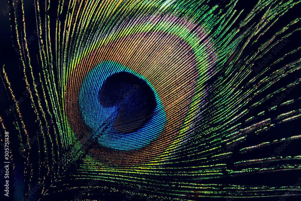 Fototapeta premium Cropped shot of beautiful peacock feather texture. Abstract colorful nature background.