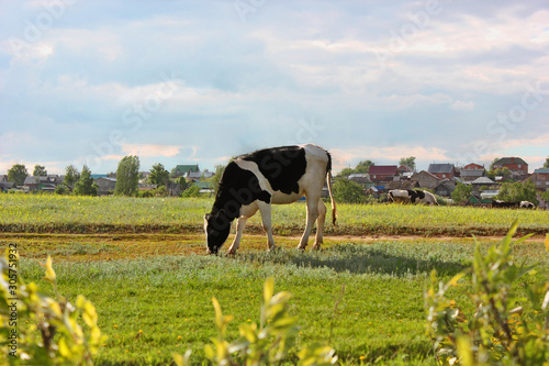 A cow grazing in a green meadow