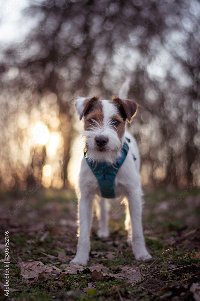 Parson Russell Terrier Portrait with Sunset Bokeh Parson Russell Terrier Portrait with Sunset Bokeh