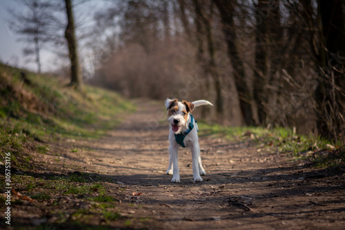 Parson Russell Terrier in Nature