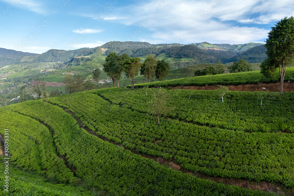 Tea Plantation in Sri Lanka	