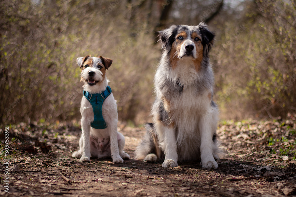 Australian Shepherd and Parson Russell Terrier in the forest