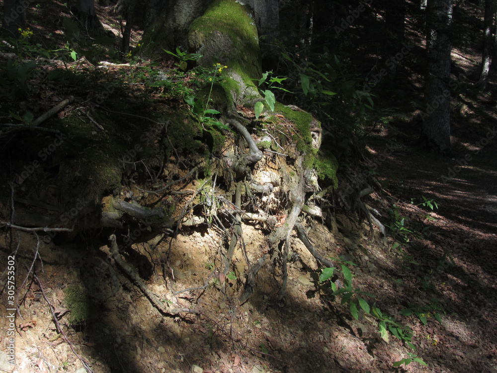 Tree roots illuminated by some rays of light in a green forest Tree roots illuminated by some rays of light in a green forest