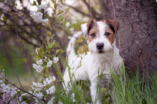 Fototapeta Naklejka Na Ścianę i Meble -  Parson Russell Terrier Portrait - Spring