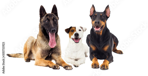 set of animals lies on a white background, dogs