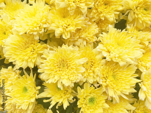 Beautiful flower arrangement decoration background