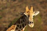 African giraffe (Giraffa camelopardalis giraffa) making a bow to drink from waterhole on the Kalahari desert.