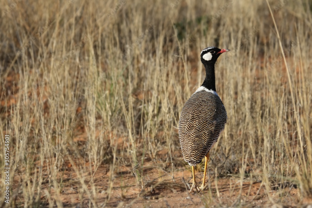 Northern Black Bustard (Afrotis afraoides) walking in Kalahari desert sand with dry grass around. Northern Black Bustard (Afrotis afraoides) walking in Kalahari desert sand with dry grass around.