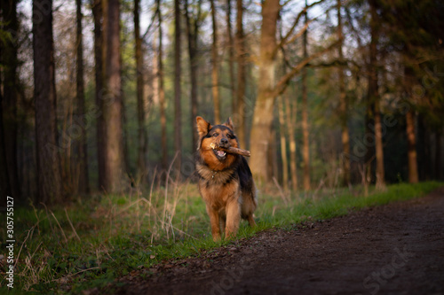 Bohemian Shepherd in the Forest photo