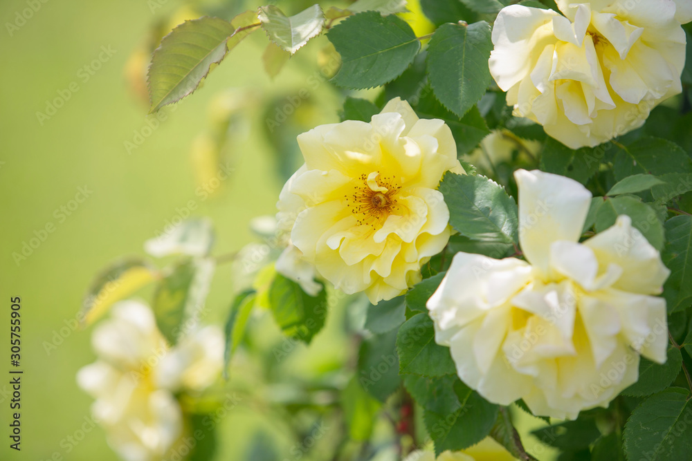 Blooming yellow bougainvillea roses Blooming yellow bougainvillea roses