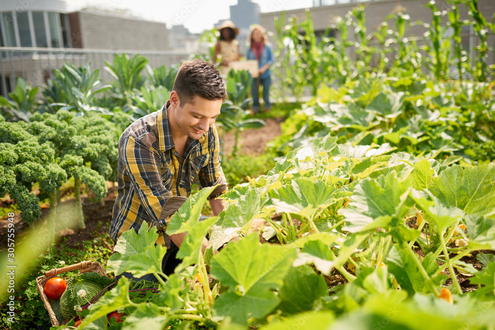 Friendly team harvesting fresh vegetables from the rooftop green