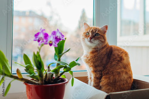 Ginger cat sitting in carton box on window sill at home. Pet relaxing by plants