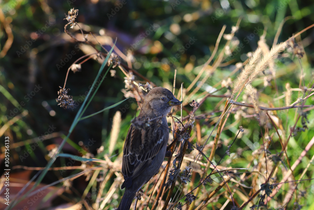 The Sparrow in the grass. He feeds on it and we see a leaf of green grass in her beak.. The Sparrow in the grass. He feeds on it and we see a leaf of green grass in her beak..