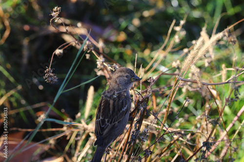 The Sparrow in the grass. He feeds on it and we see a leaf of green grass in her beak..