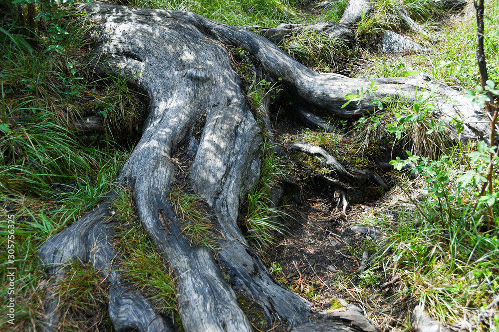 Tree roots on dirt trail. Hiking in coniferous forest in summer. Tourism and travel Tree roots on dirt trail. Hiking in coniferous forest in summer. Tourism and travel