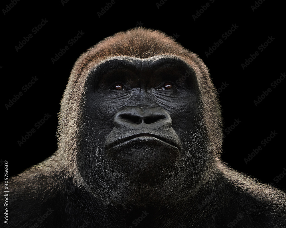 Obraz premium Western Lowland Gorilla XV