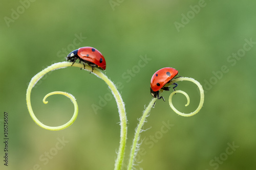 ladybug on green grass Fototapet
