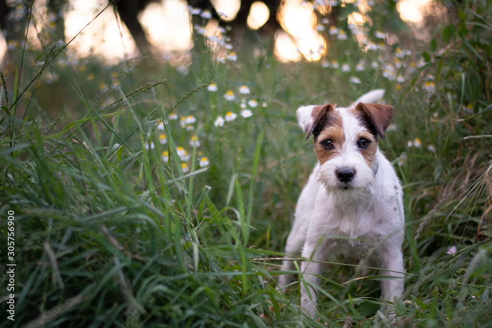 Parson Russell Terrier Portrait