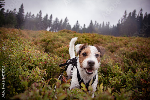 Parson Russell Terrier on a misty mountain trip