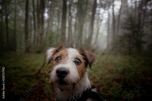 Parson Russell Terrier in the Forest