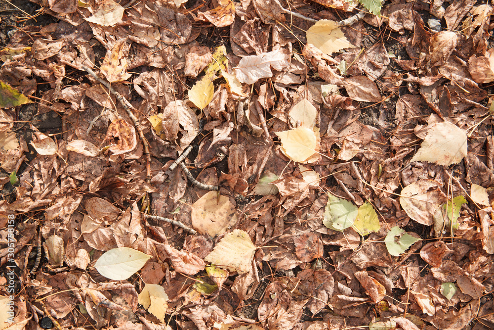 Many dry falling brown and yellow leaves on the ground. Many dry falling brown and yellow leaves on the ground.