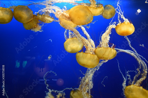 Chrysaora or sea nettle, jellyfish, Greek mythology genus name